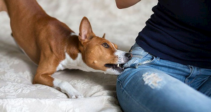 Mơ thấy chó cắn đánh số nào? Điềm báo bên trong giấc mơ chó cắn