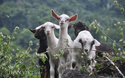 Giải mã chi tiết giấc mơ thấy con dê