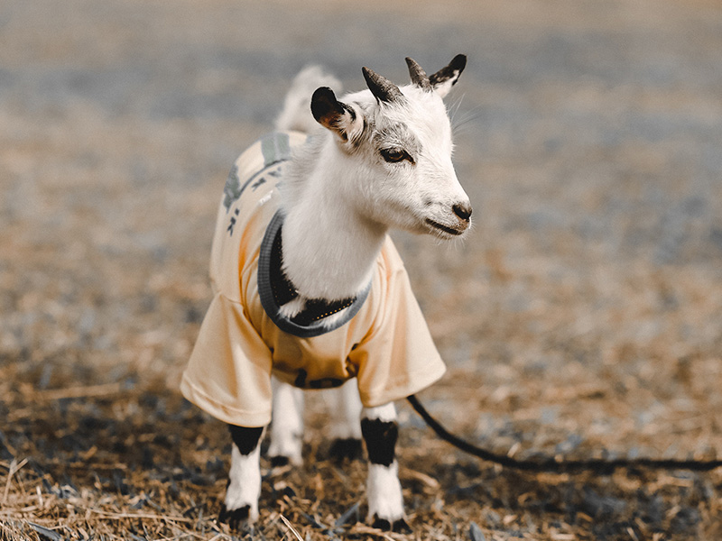 Giải mã cụ thể giấc mơ thấy con dê 